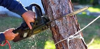 Best Tree Trimming and Pruning  in Lansing, IL